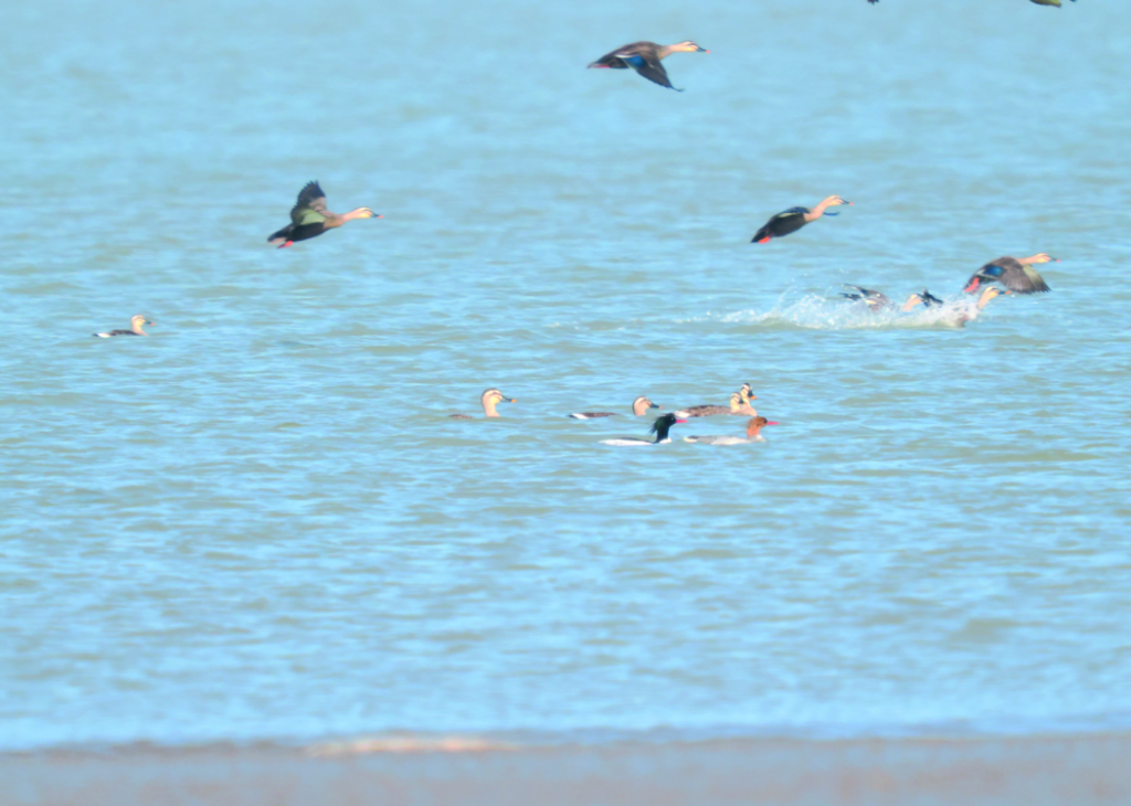 “國鴨”首次造訪，為這里的生態治理“點贊”